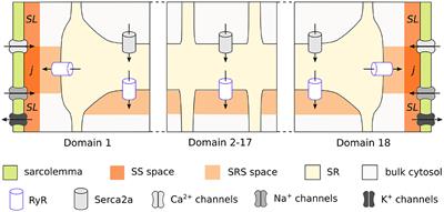 A Computational Study of the Effects of Tachycardia-Induced Remodeling on Calcium Wave Propagation in Rabbit Atrial Myocytes